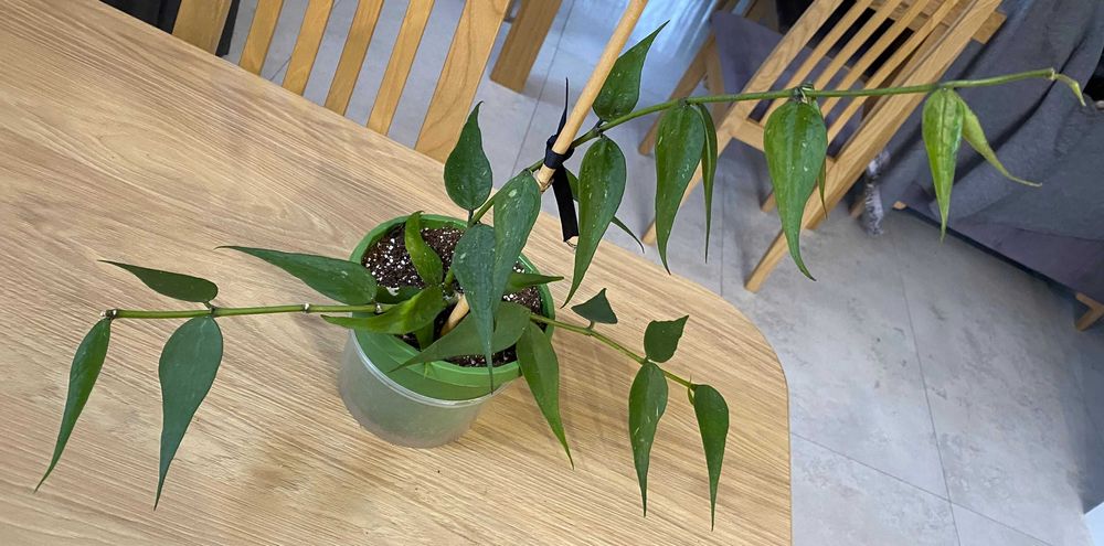 Hoya Polyneura Vietnam ze zdjęcia, kwitnie