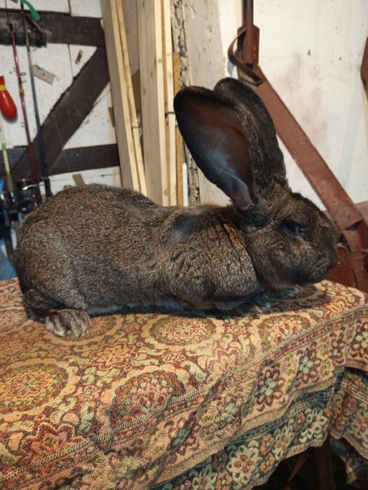 Królik samiec BOŻ.