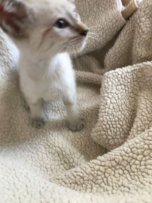 Gatinha fêmea de 2 meses, olhos brancos e azuis. para adoção
