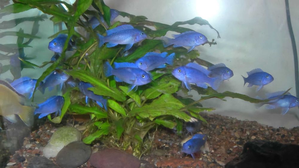 Pyszczak kobaltowy - pyszczaki Cobalt - Metriaclima callainos