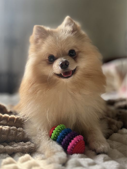 Пропонуємо вʼязку (случка шпица) кремовий померанський шпіц