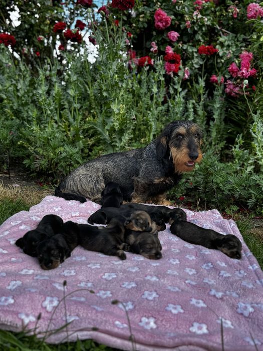 Jamnik szorstkowłosy standardowy - zapowiedź miotu