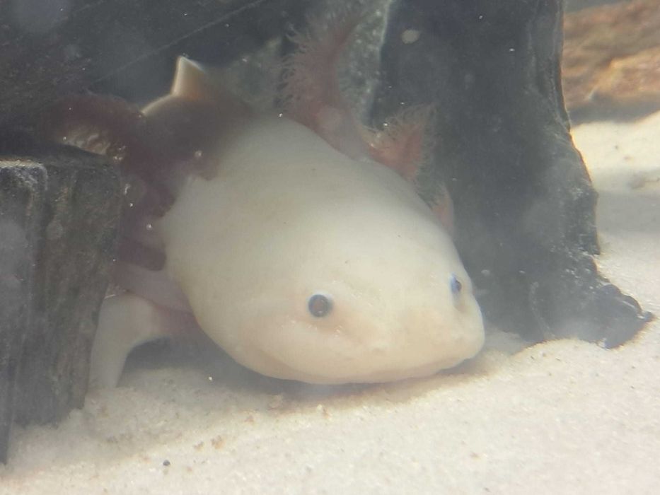 Axolotes adultos