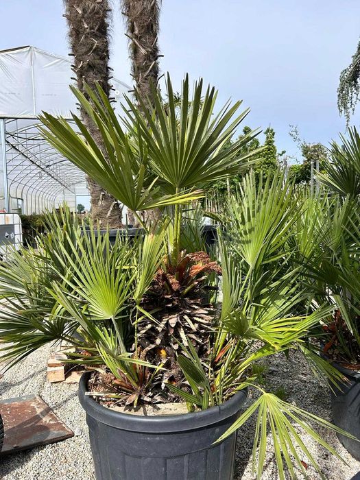 Palma wachlarzowa (Karłatka) - Chamaerops Humilis od 750 zł- 3500 zł