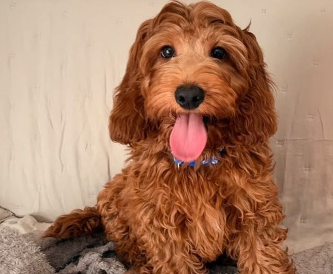 Cockapoo (Cocker Spaniel/ Pudel)