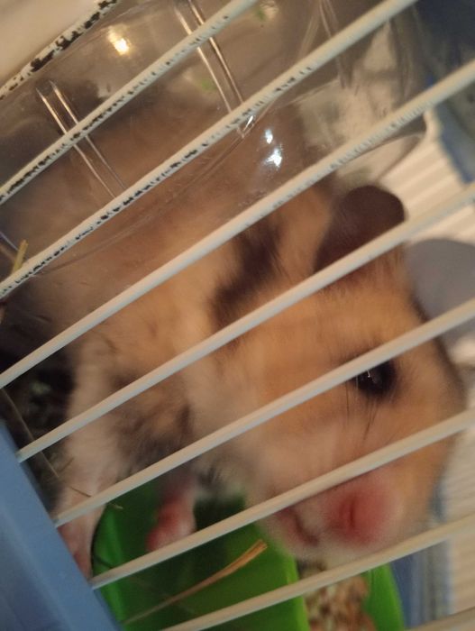 Hamster anão com gaiola