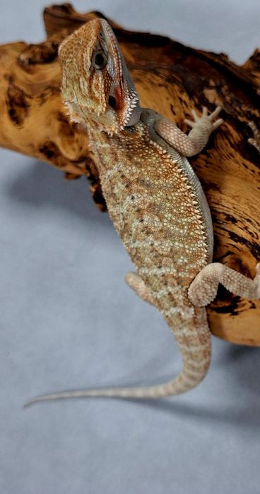 Agama brodata młoda samiczka Wołomin