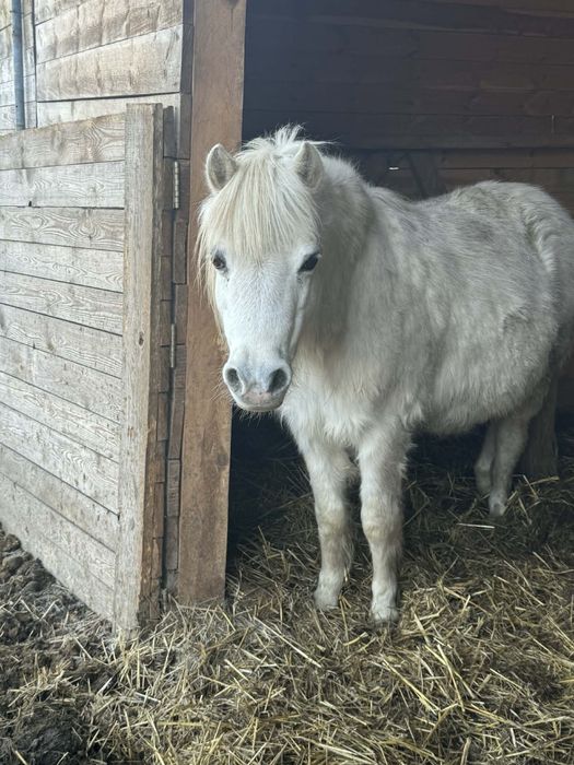 Kucyk Panda szuka dzierżawcy do miłego spędzenia czasu