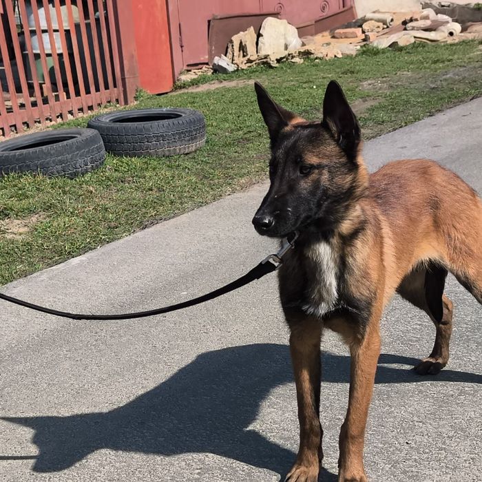 Щенки Малинуа Бельгийская овчарка