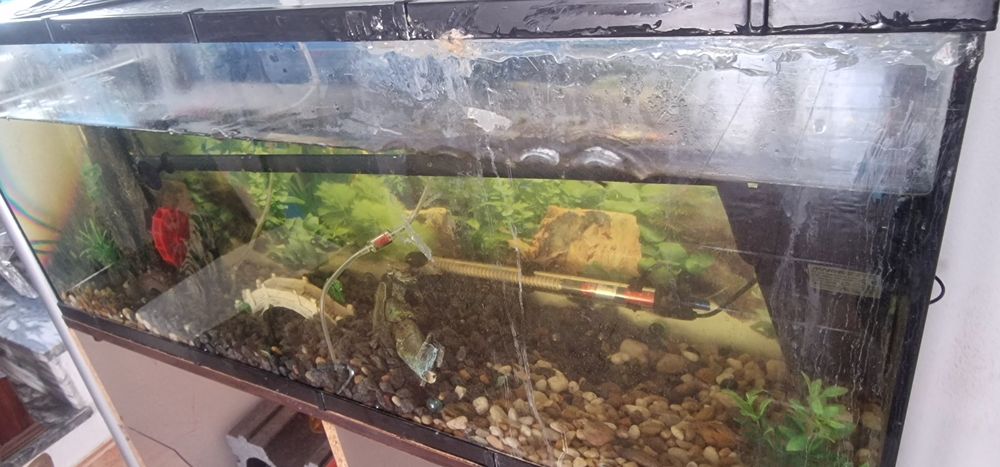 Aquário peixe com bomba de água