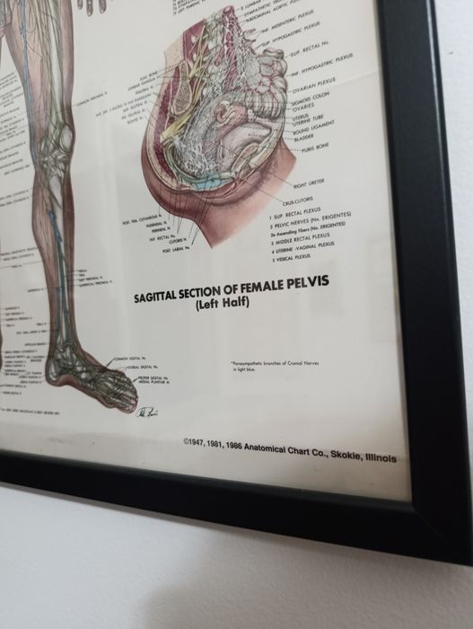 Anatomia do sistema nervoso (73,5 x 53,5)