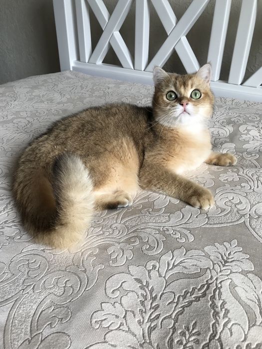 Котик шиншила ny 25.