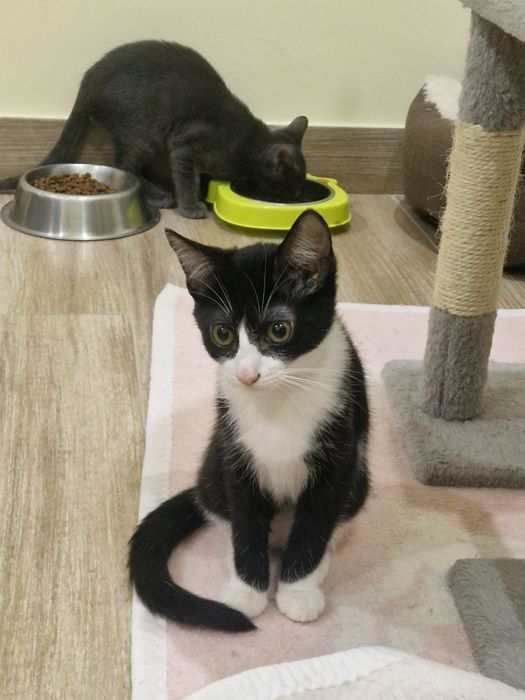 Gatas para adoção