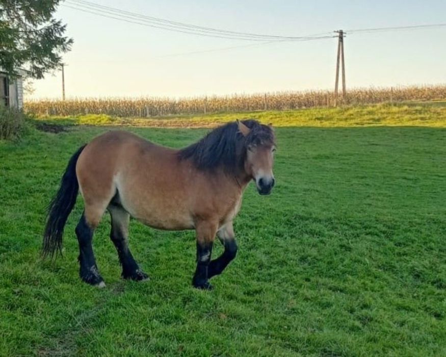 Klacz zimnokrwista źrebna