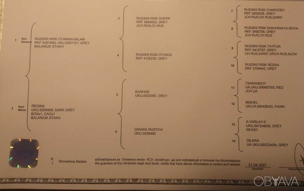В*язка Кавказькі вівчарки (вовкодави) tsaro baron/regina otaman salam/
