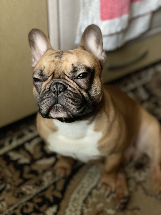 Французький Бульдог хлопчик з родоводом