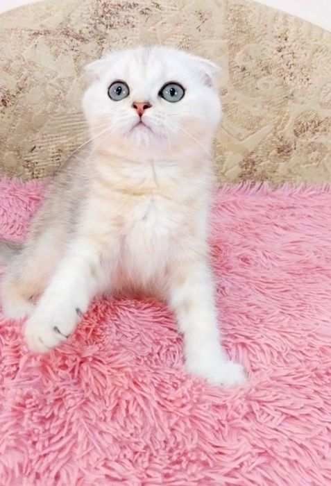 Маленьке Чудо Висловухий котик шотландик