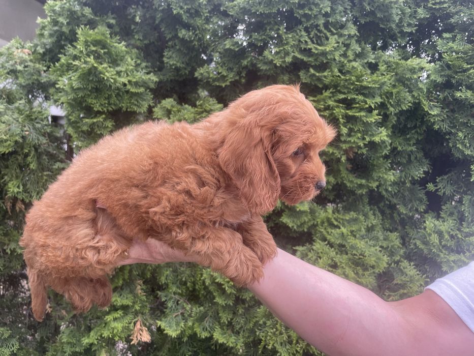 Cockapoo  suczka