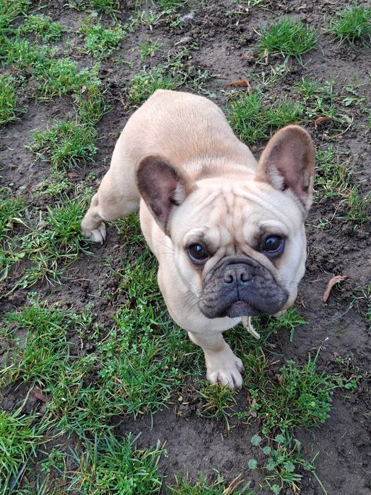 Buldog Francuski Suczka FCI / ZKwP