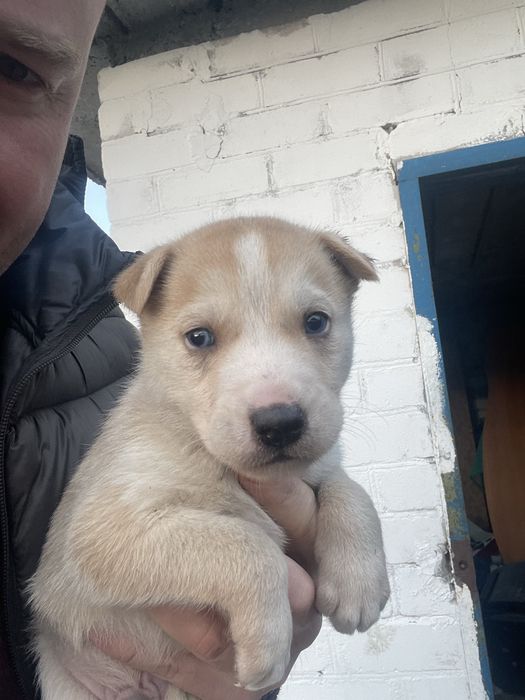 Щенята мама хаскі