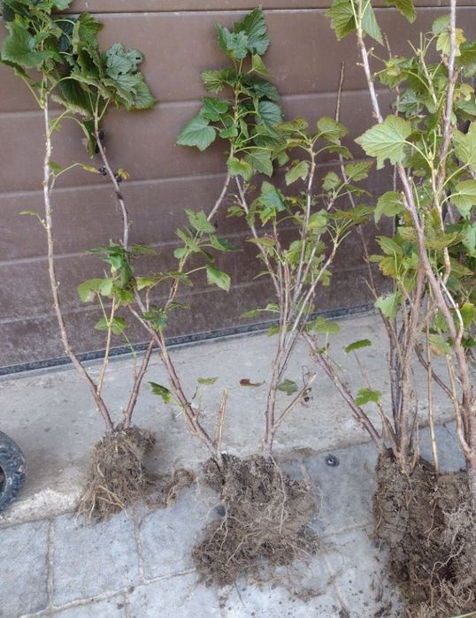 Porzeczka czarna sadzonki owocujące