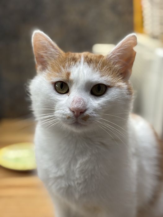 Maślaczek szuka dobrego domu