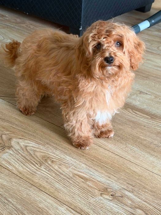 Maltipoo F1b -gotowe do nowego domku