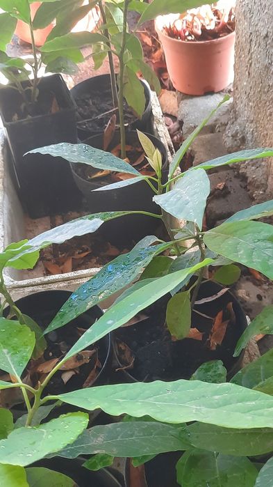 ABACATATEIROS para venda