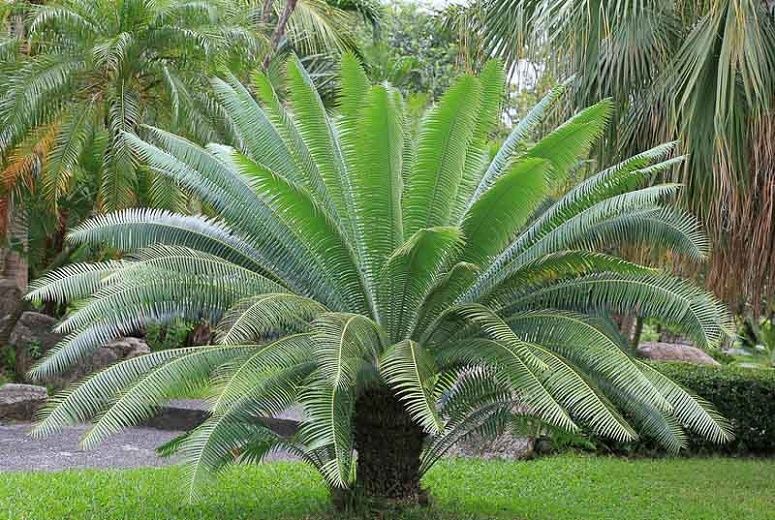 Palmeira de goma ou Dioon spinulosum