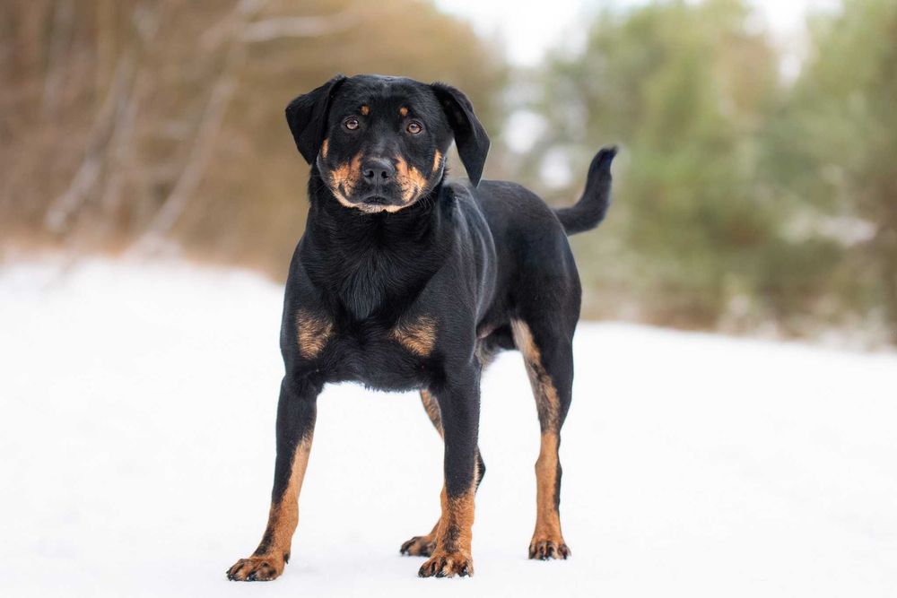 Corly: uległy i pozytywny przytulas