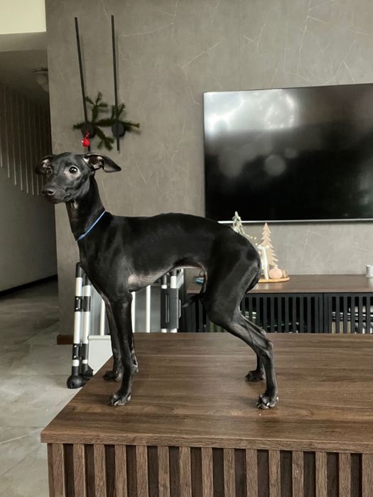 Charcik włoski*samczyk*ChartyJagi (FCI)