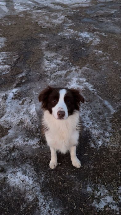 Border collie suczka