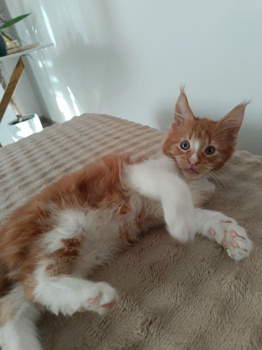 Kocurek Maine coon Maddy