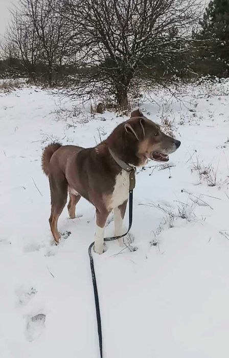 Трамп даром в добрі руки Він чекає на свою родину в притулку.