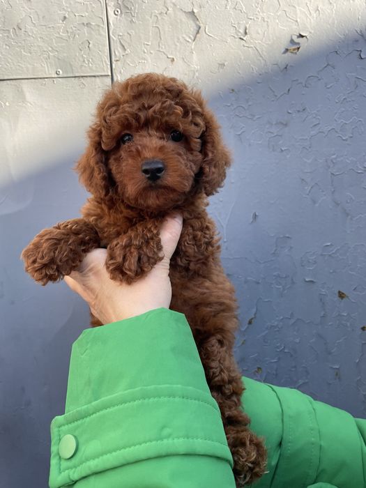 Супер шикарні хлопчики той пудель