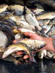 Продам мальок риби Білий амур карась плотва