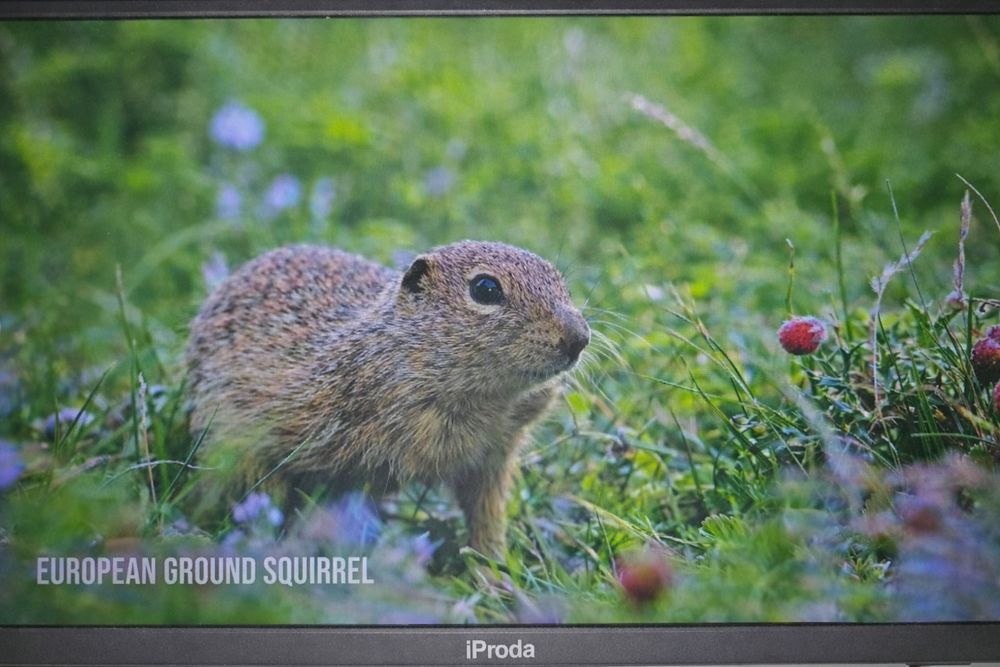 Monitor Portátil 18,5