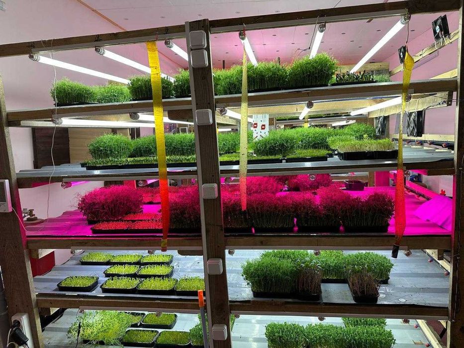 Стелаж гідропоніка, Київ