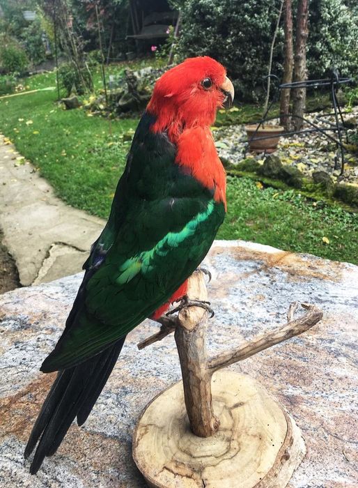 Papuga z hodowli taksydermia