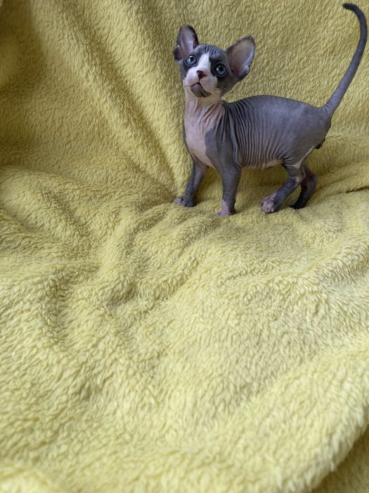 Канадсткий сфінкс Тайсон