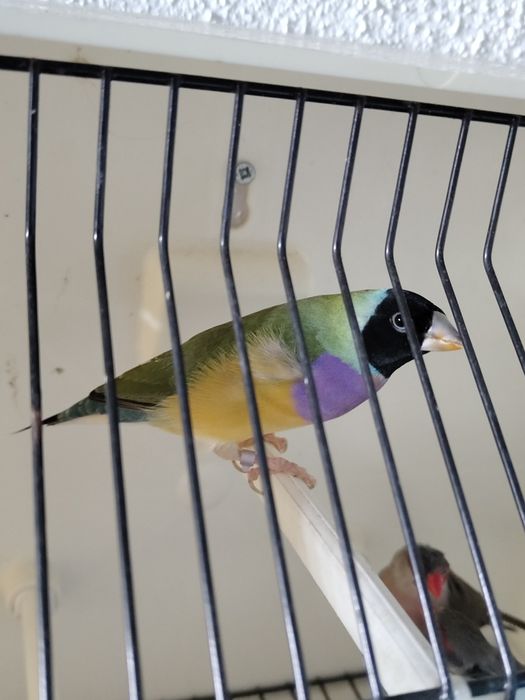 Diamante Gold fêmea