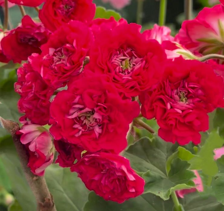 YUV Amaretti pelargonia