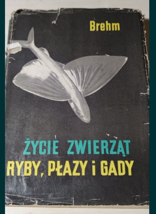 Ryby płazy gady życie zwierząt