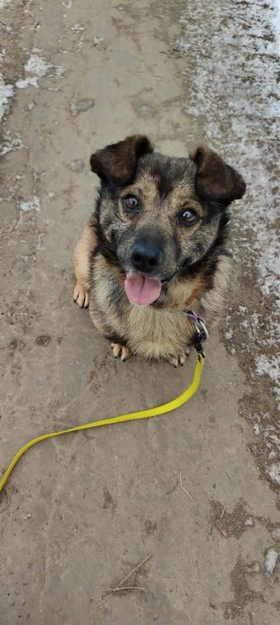 Uszko- wesoły mały i młody  piesek do adopcji