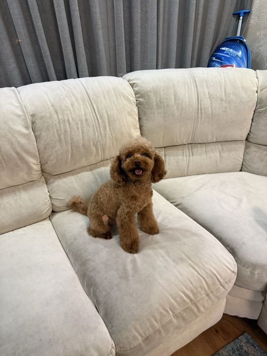 Пропала собачка породи той-пудель на імʼя Роксі