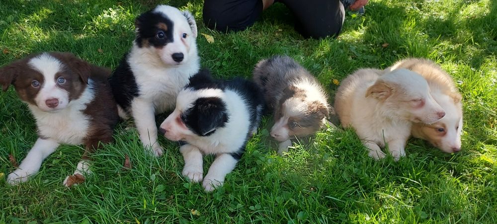 Border Collie szczeniak