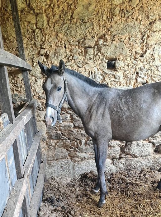 Poldra PSL com 10meses