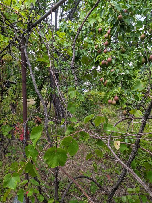 Продам дачну ділянку