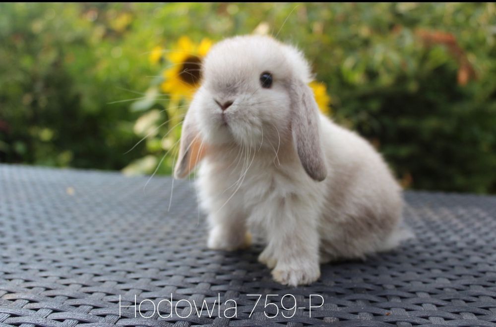 Mini lop króliki karzełek miniaturka baranek hodowla