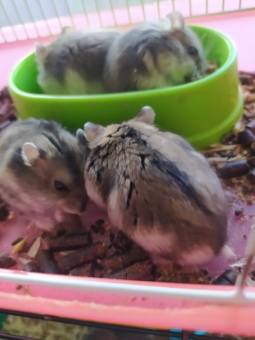 Джунгарский хомяк